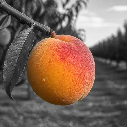 peach