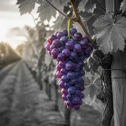 grape