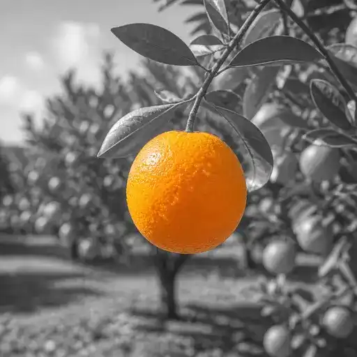 orange